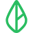 Branch